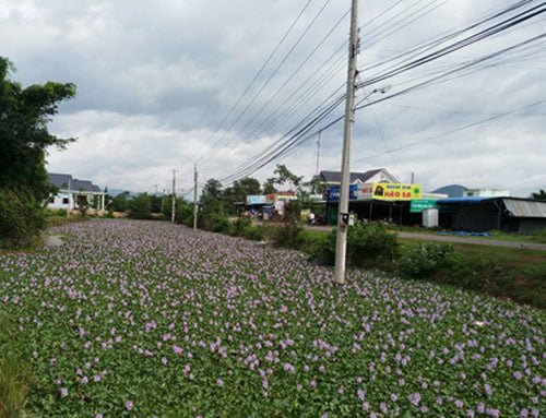 Hoa lục bình ở Hàm Thuận Bắc