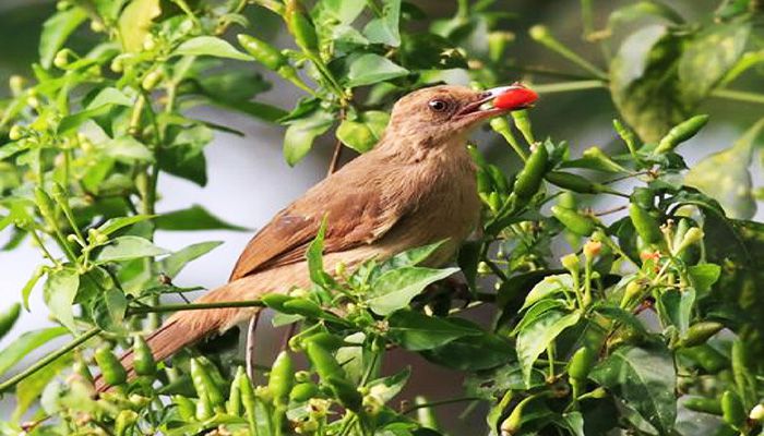 Ớt chim Bình Thạnh, đặc sản khó quên ở Tuy Phong
