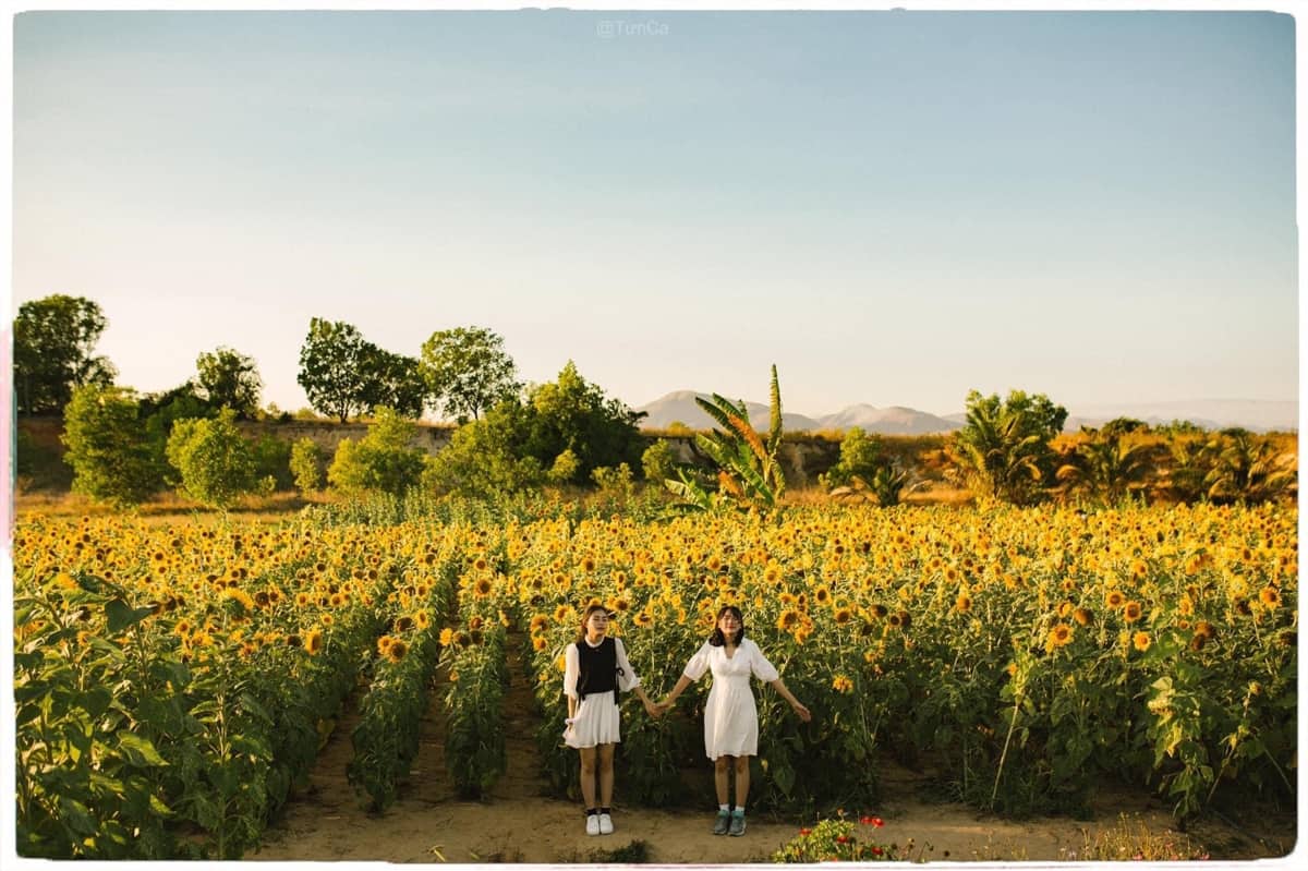 Vườn hoa mặt trời - Cảnh đồng quạt gió Tuy Phoang - Ảnh: Nguyễn Tuân