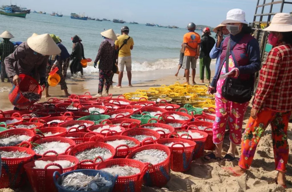Ngư dân Bình Thuận trúng đậm cá cơm - Ảnh: Châu Tỉnh/Người Lao Động